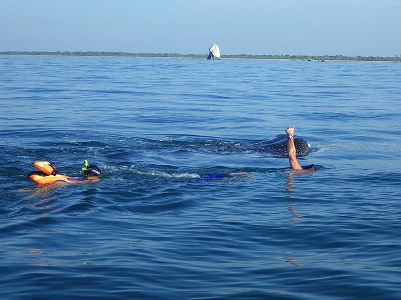 Nado con Tiburón Ballena