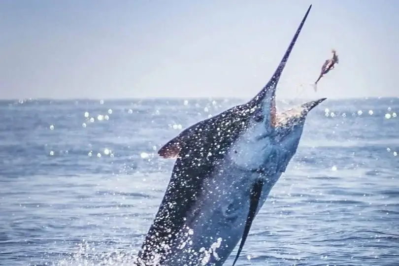 Pesca Deportiva Especial